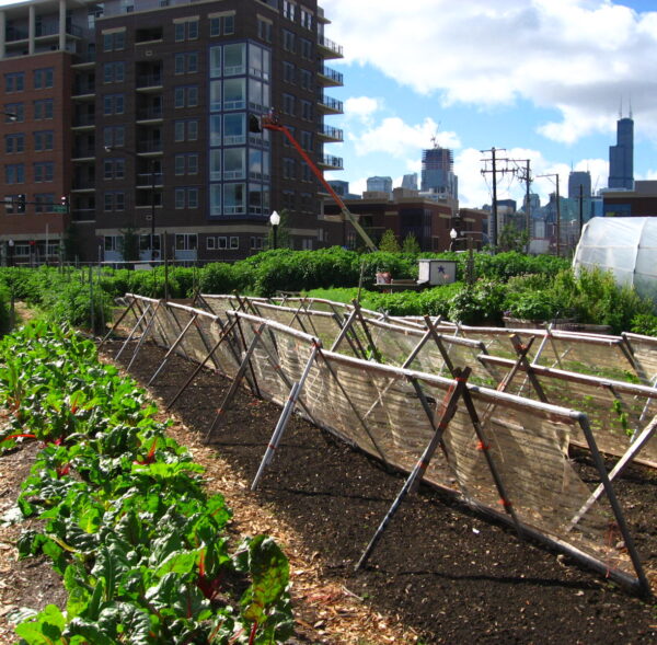 New_crops-Chicago_urban_farm