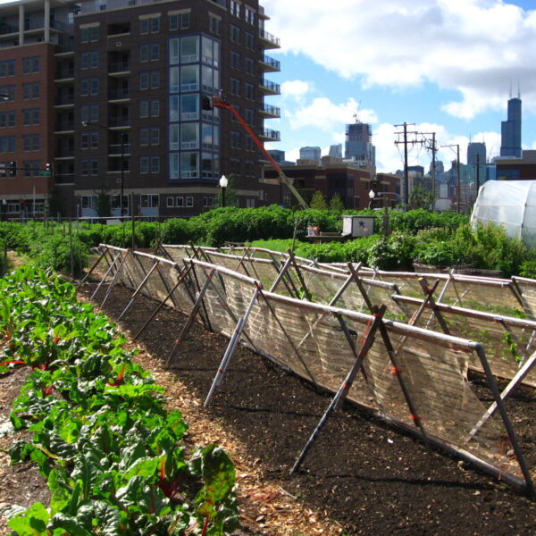 New_crops-Chicago_urban_farm