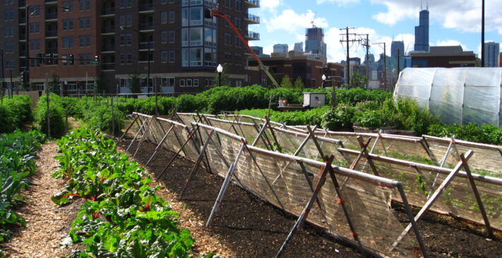 New_crops-Chicago_urban_farm